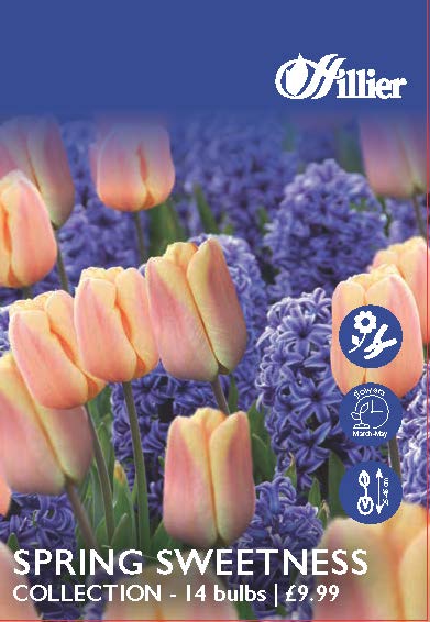 8718641996393 1 Spring Sweetness Collection.jpg